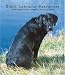 Labrador Retrievers, Black 2008 Hardcover Weekly Engagement Calendar