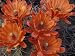 Claret Cup Cactus Flowers, San Xavier, Arizona, USA Photographic Poster Print by Jamie & Judy Wild, 36x48