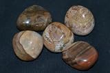Tumbled Petrified Wood, Healing Stones, Metaphysical Healing, Chakra Stones