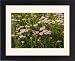 Framed Prints of Yarrow, pink form from Ardea Wildlife Pets
