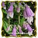 Hairy Beardtongue (Penstemon hirsutus) Jumbo Wildflower Seed Packet - 1250 Seeds