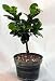 Green Island Ficus Pre-Bonsai Tree - 4" Pot