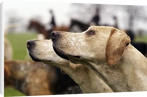 Canvas Prints of Duke of Beaufort Hunt from Country Life 