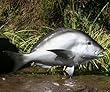Giant Taxidermy Fiberglass Porgy Scup Fish 20" Long