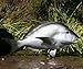 Giant Taxidermy Fiberglass Porgy Scup Fish 20" Long