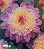 Lambada Powder - Puff Dahlia, 1 Tuber: Soft Rosy Hues - B000P3N84C