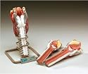 Basic Larynx Model
