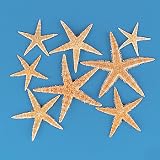 Package of 30 Real Starfish