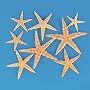 Package of 30 Real Starfish