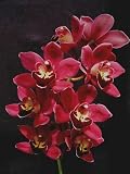 Cymbidium Black Silk orchid seedling, a dark, dark red