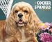 cocker_spaniel14cocker spaniel - Just Cocker Spaniels 2010 Wall Calendar