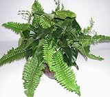 Review Silk Plants Plus.com 2480128 / 15
