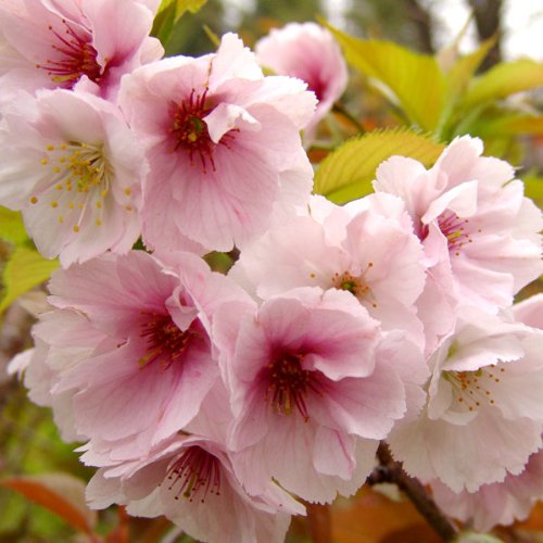 桜[サクラ・サトザクラ系]：更紗（サラサ）接木1年生即席ポット[New]