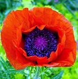 Allegro Oriental Poppy - 4 Plants - Papaver