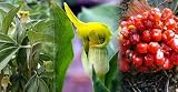 Giant Yellow Jack-in-the-Pulpit 10 Seed-Arisaema flavum