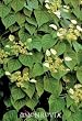 Moonlight Chinese Hydrangea Vine One Gallon by Monrovia Growers