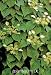 Moonlight Chinese Hydrangea Vine One Gallon by Monrovia Growers