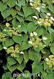 Moonlight Chinese Hydrangea Vine One Gallon by Monrovia Growers