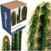Grow Your Own Extreme Plants - Mixed Cacti