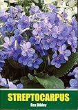 Streptocarpus