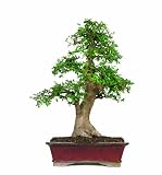 Brussel's Chinese Elm