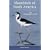 Shorebirds of North America: The Photographic Guide