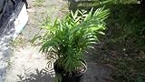 1 Gallon Neanthe bella Parlor Palm Indoor Houseplant by Angel's Garden of Eden Discounts