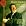 Flute Concerti