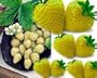 Yellow Wonder Alpine Strawberry 10 Seeds