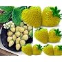 Yellow Wonder Alpine Strawberry 10 Seeds