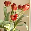 Artificial Dutch Tulip Stems - Set Of 6 Stems, Burgundy Green