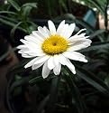 Alaska Shasta Daisy Perennial 200 Seeds