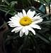 Alaska Shasta Daisy Perennial - 200 Seeds, 1 g