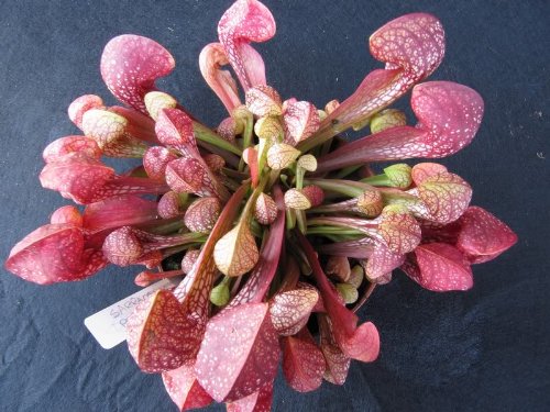 10 CARNIVOROUS PARROT PITCHER PLANT Sarracenia Psittacina Flower Seeds 10 CARNIVOROUS PARROT PITCHER PLANT Sarracenia Psittacina Flower Seeds