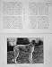 1905 Irish Wolfhound Champion Dermot Asthore Dog