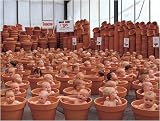 123 Pots - Artist: Anne Geddes - Art Print on Canvas - Image Size: 31.50 by 23.75 inches Art Print on Canvas