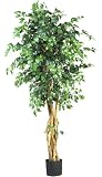 6 &acute; Palace Style Ficus Silk Tree - B001DQH4A4