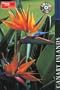Travellers Canary Islands (Travellers - Thomas Cook)