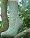 Forest Park Sock Knitting Pattern