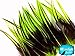 Rooster Feathers; LIME GREEN Laced Rooster Cape Feathers - 4 to 7 Inches long - 10 Pieces
