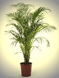 Kentia Palme ca 60-80cm hoch, 1 Stück