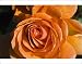 Photographic Prints of Floribunda rose (Rosa Tatton) from Science Photo Library