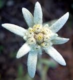 Edelweiss Perennial - 25 Plants - Leontopodium Alpinum
