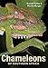 Chameleons of Southern Africa