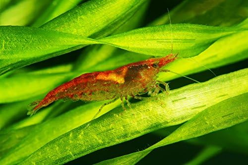 10 to 14 Red Cherry Sakura Shrimp 1/2" to 3/4" Male &amp; Female- Actively Breeding (At Least 1 Berried Female in Almost Every Order) + Java Moss or Anacharis Stem Buyers Choice.