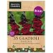 35 Gladioli Black Jack