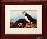 Arctic Puffin Audubon Print Framed & Matted