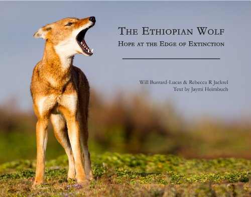 The Ethiopian Wolf: Hope at the Edge of Extinction