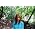 Thumbnail image of Axelle Red