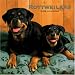 Rottweilers 2008 Square Wall Calendar